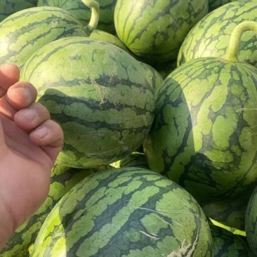 山东小糖丸一件代发