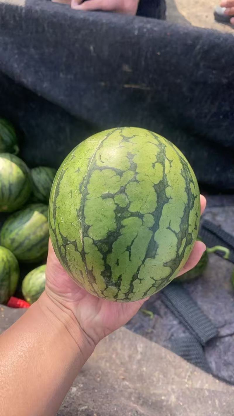 山东小糖丸一件代发