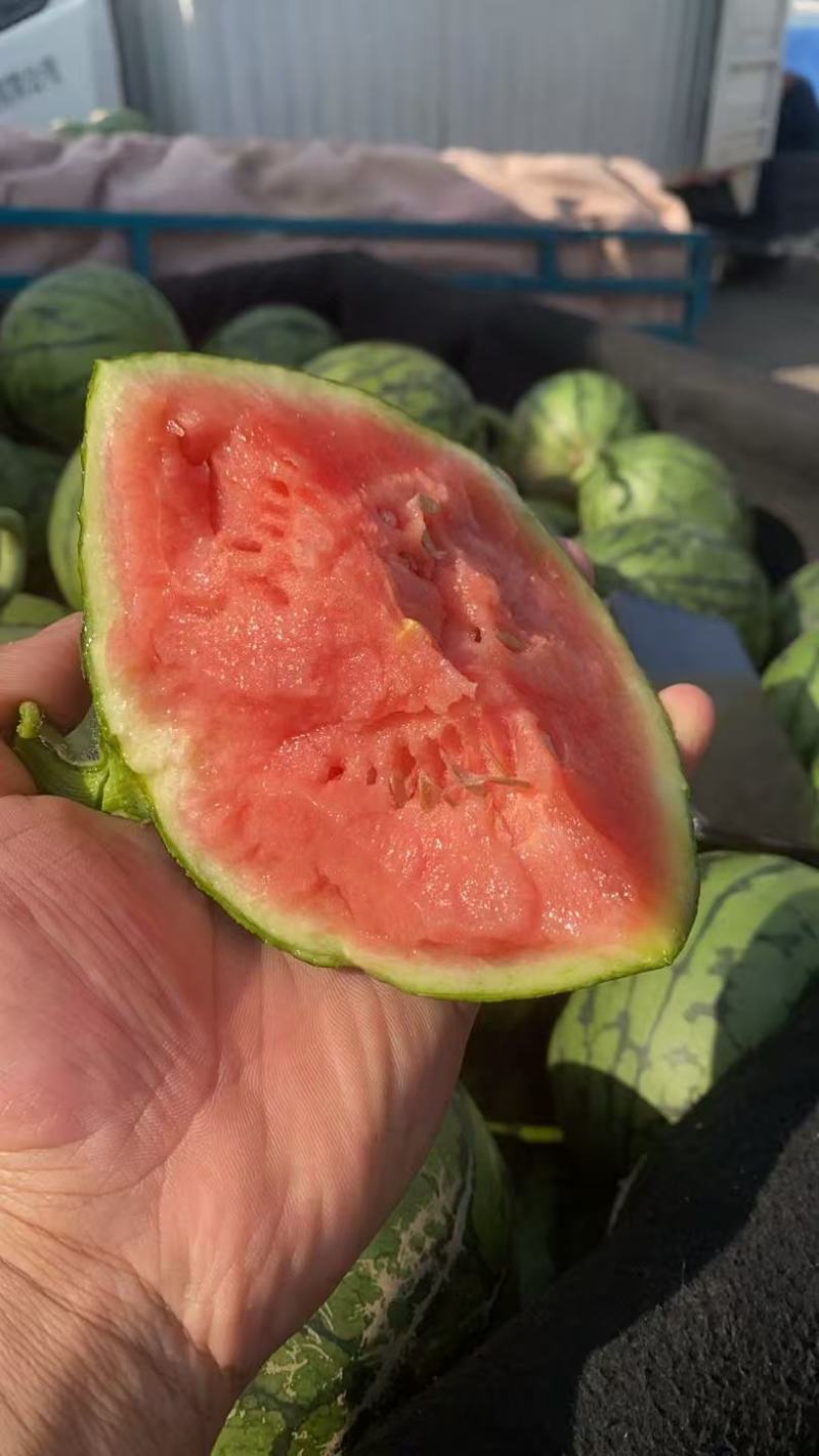山东小糖丸一件代发