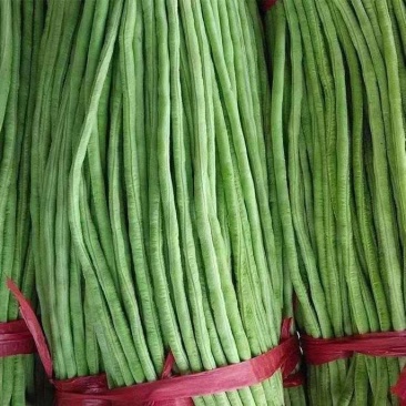 长豆角,邯郸种植基地供货全国各地,规格价格齐全,欢迎联系
