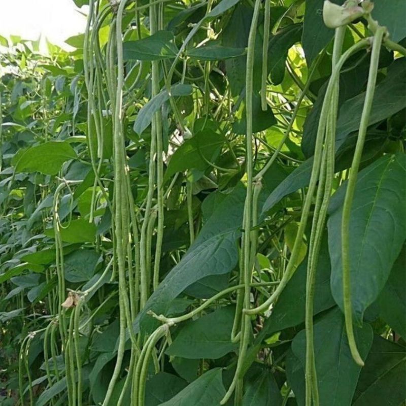 长豆角，邯郸种植基地供货全国各地，规格价格齐全，欢迎联系