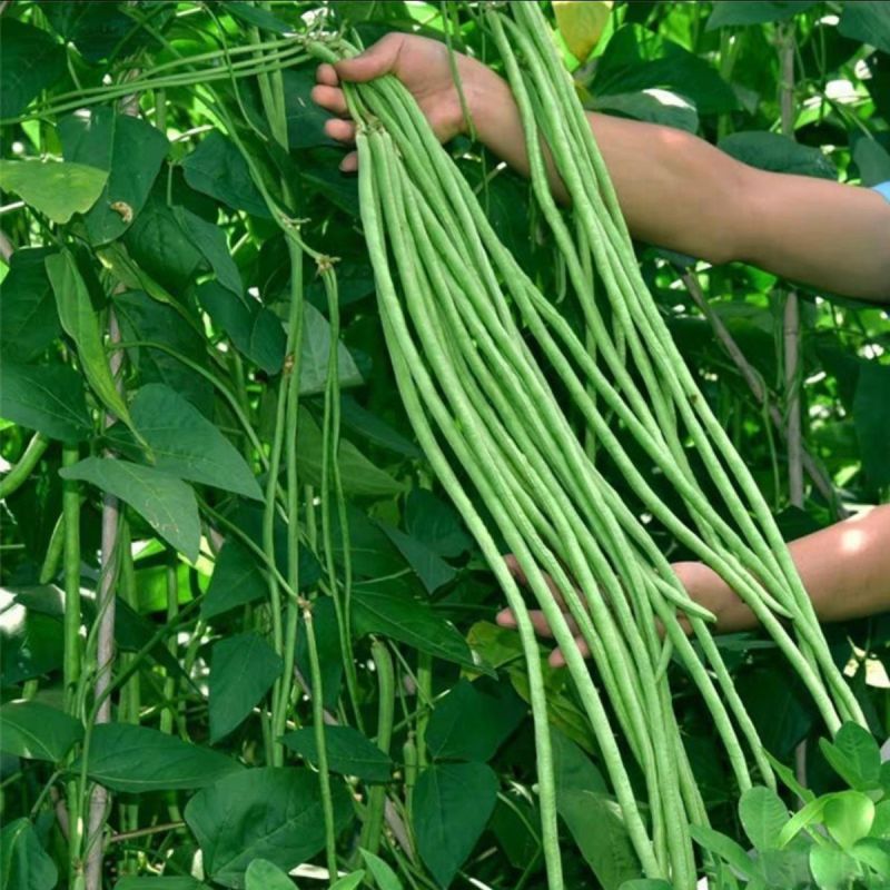 长豆角，邯郸种植基地供货全国各地，规格价格齐全，欢迎联系