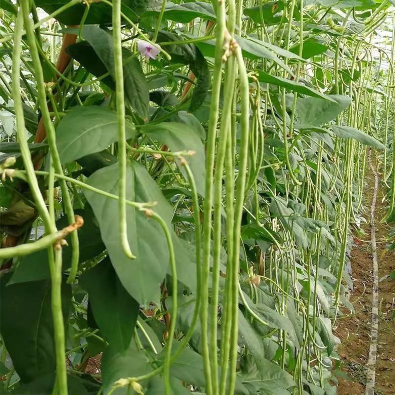 长豆角，邯郸种植基地供货全国各地，规格价格齐全，欢迎联系