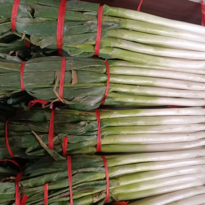 大葱，种植基地供货，量大，规格价格齐全，欢迎联系我咨询选