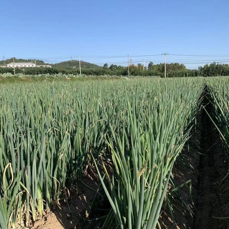 大葱，种植基地供货，量大，规格价格齐全，欢迎联系我咨询选