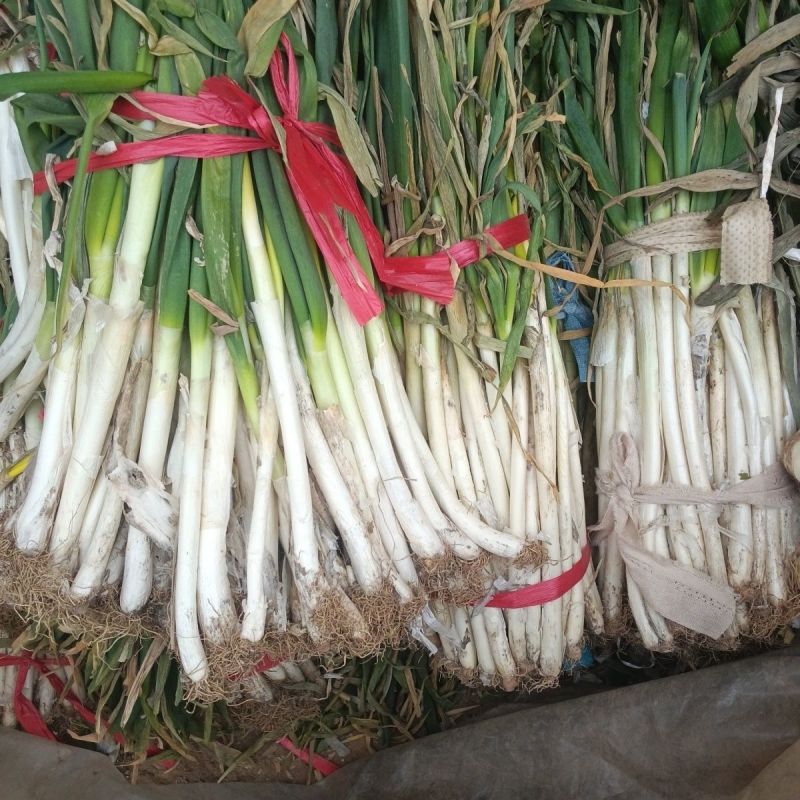 大葱，种植基地供货，量大，规格价格齐全，欢迎联系我咨询选
