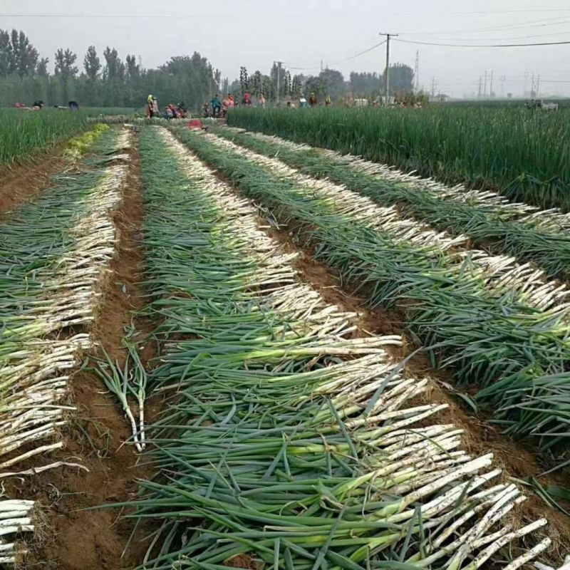 大葱，种植基地供货，量大，规格价格齐全，欢迎联系我咨询选