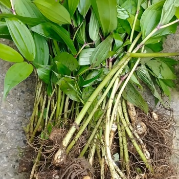 刚挖的，带泥没洗，原生态，叶子新鲜，根茎完
