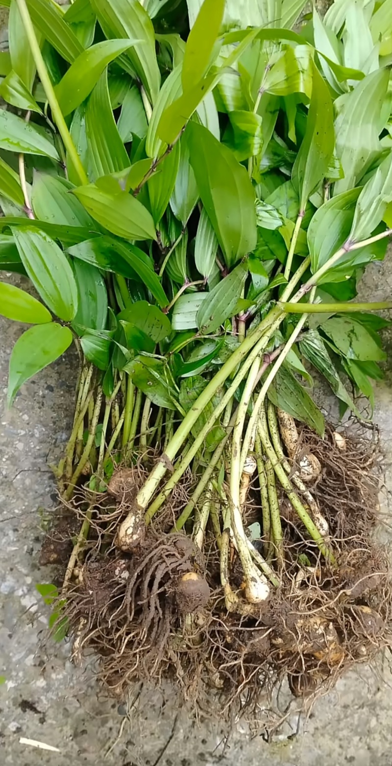 刚挖的，带泥没洗，原生态，叶子新鲜，根茎完