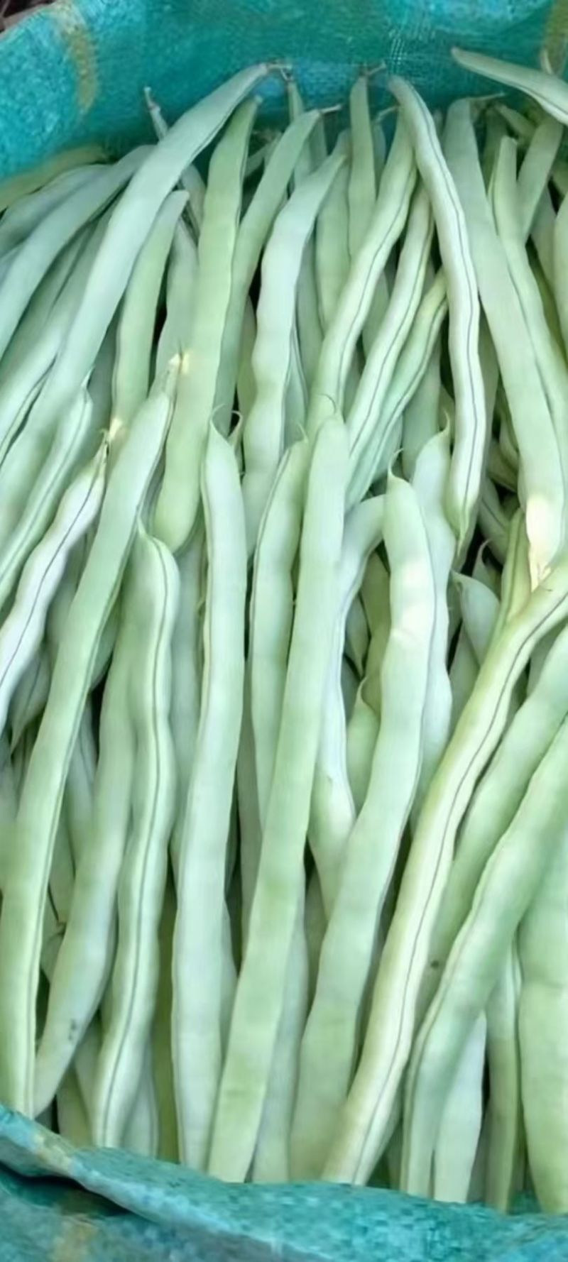 白不老豆角产地直发，需要者联系！