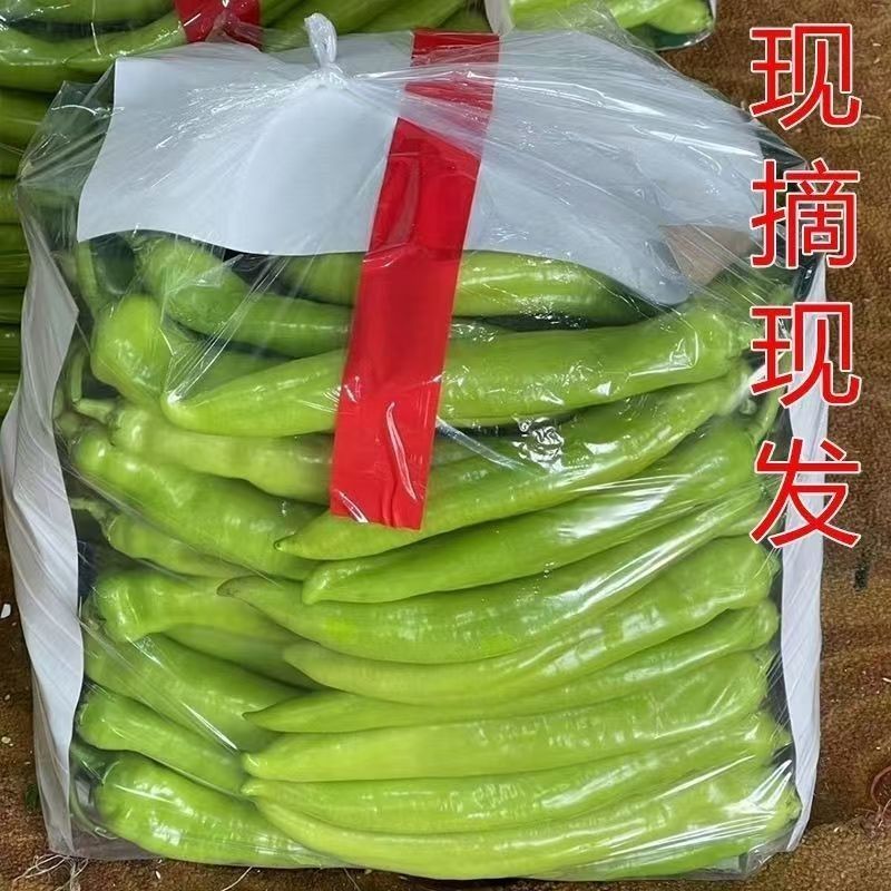 河北邯郸尖椒批发，肉厚味正，量大，规格价格齐全，欢迎选购