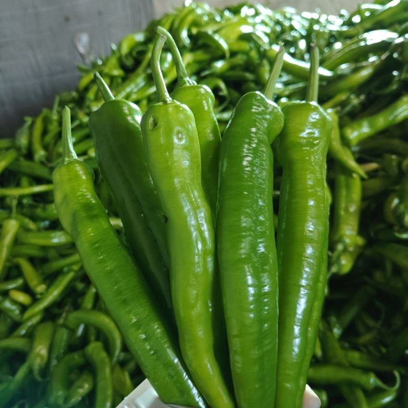 河北邯郸尖椒批发，肉厚味正，量大，规格价格齐全，欢迎选购