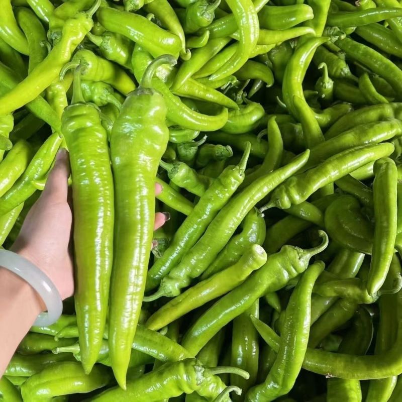 河北邯郸尖椒批发，肉厚味正，量大，规格价格齐全，欢迎选购