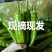 河北邯郸尖椒批发,肉厚味正,量大,规格价格齐全,欢迎选购