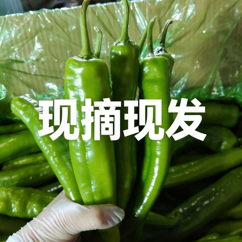 河北邯郸尖椒批发，肉厚味正，量大，规格价格齐全，欢迎选购