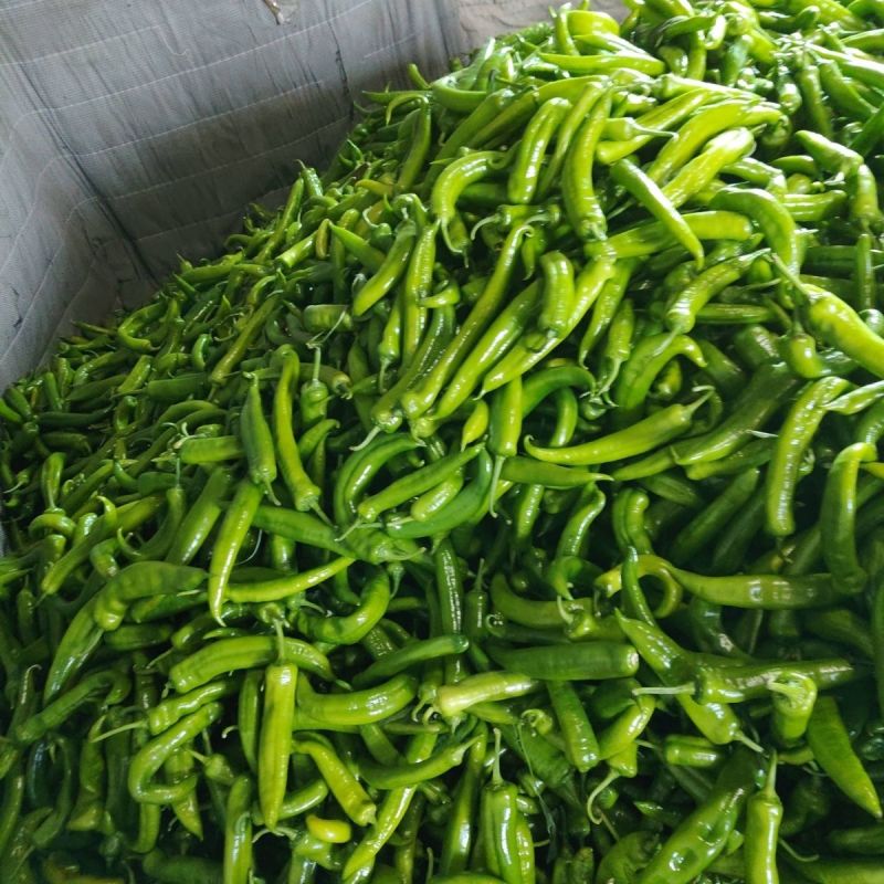 河北邯郸尖椒批发，肉厚味正，量大，规格价格齐全，欢迎选购