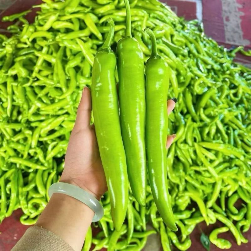 河北邯郸尖椒批发，肉厚味正，量大，规格价格齐全，欢迎选购