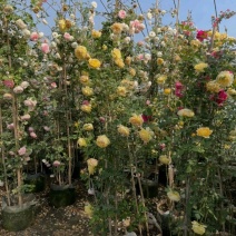 高200厘米红花蔷薇，藤本月季，爬藤月季