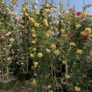高200厘米红花蔷薇，藤本月季，爬藤月季