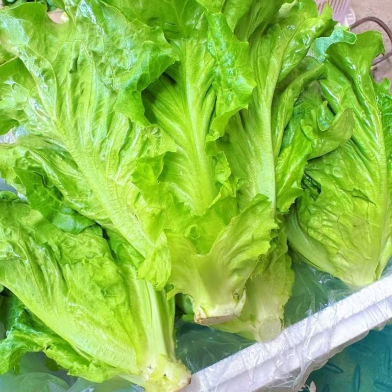 河北邯郸意大利生菜，基地直发，欢迎联系咨询，规格价格齐全
