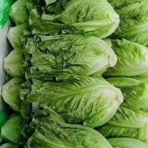 河北邯郸意大利生菜，基地直发，欢迎联系咨询，规格价格齐全