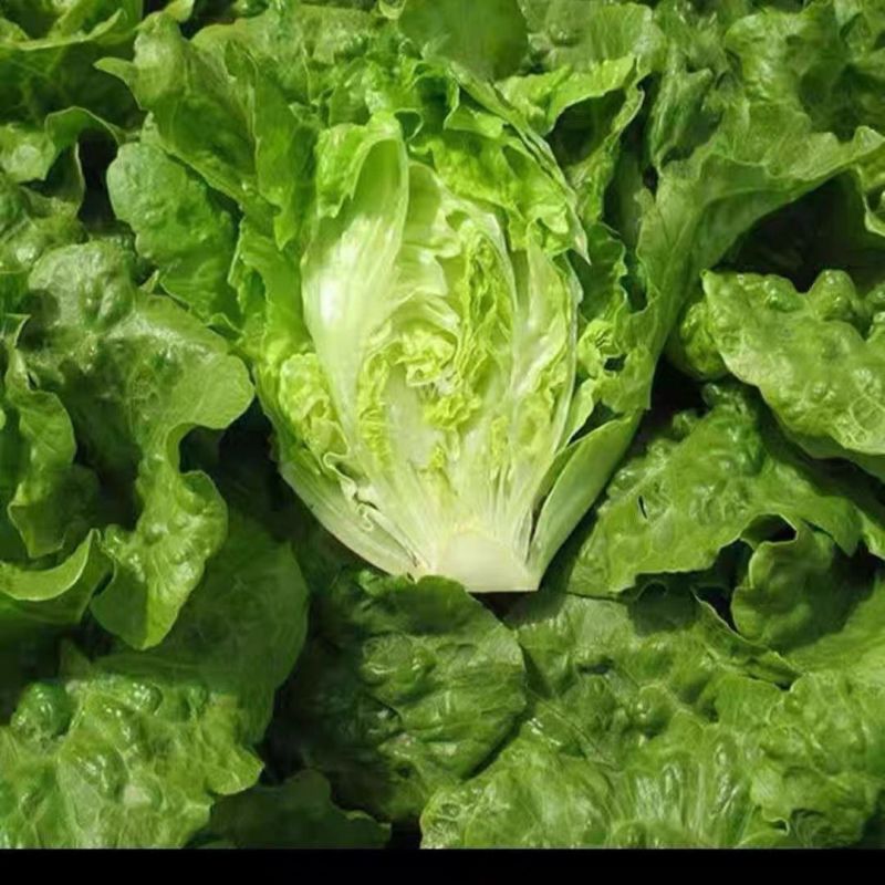 河北邯郸意大利生菜，基地直发，欢迎联系咨询，规格价格齐全