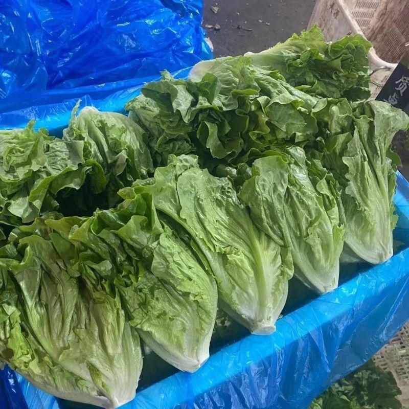 河北邯郸意大利生菜，基地直发，欢迎联系咨询，规格价格齐全