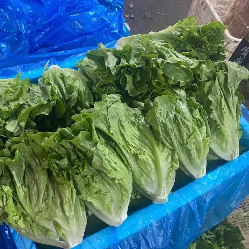 河北邯郸意大利生菜，基地直发，欢迎联系咨询，规格价格齐全