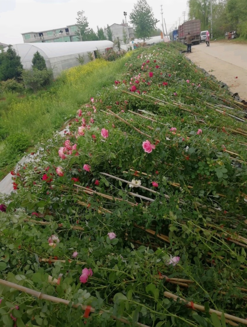 高200厘米红花蔷薇，藤本月季，爬藤月季