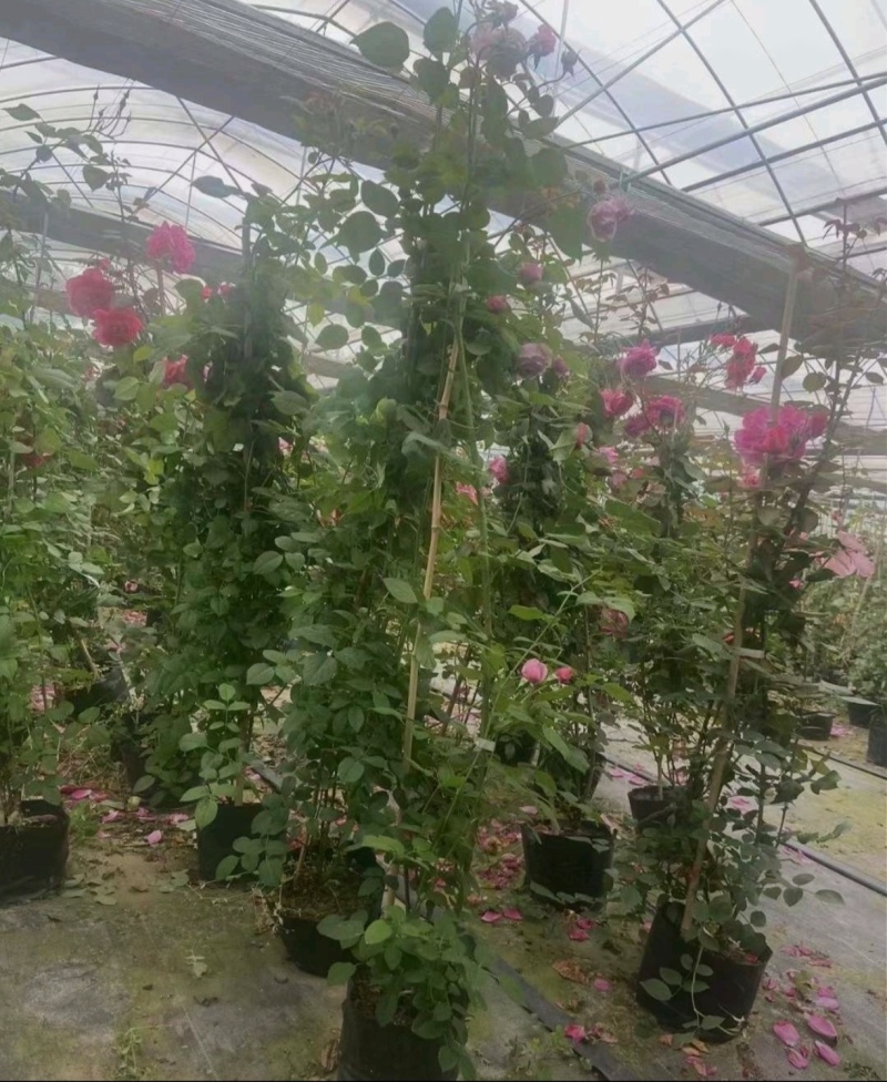 高200厘米红花蔷薇，藤本月季，爬藤月季