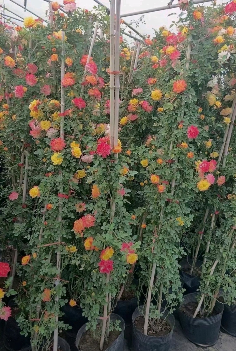 高200厘米红花蔷薇，藤本月季，爬藤月季