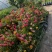 高200厘米红花蔷薇，藤本月季，爬藤月季