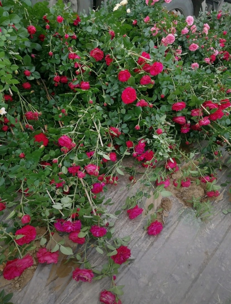 高200厘米红花蔷薇，藤本月季，爬藤月季