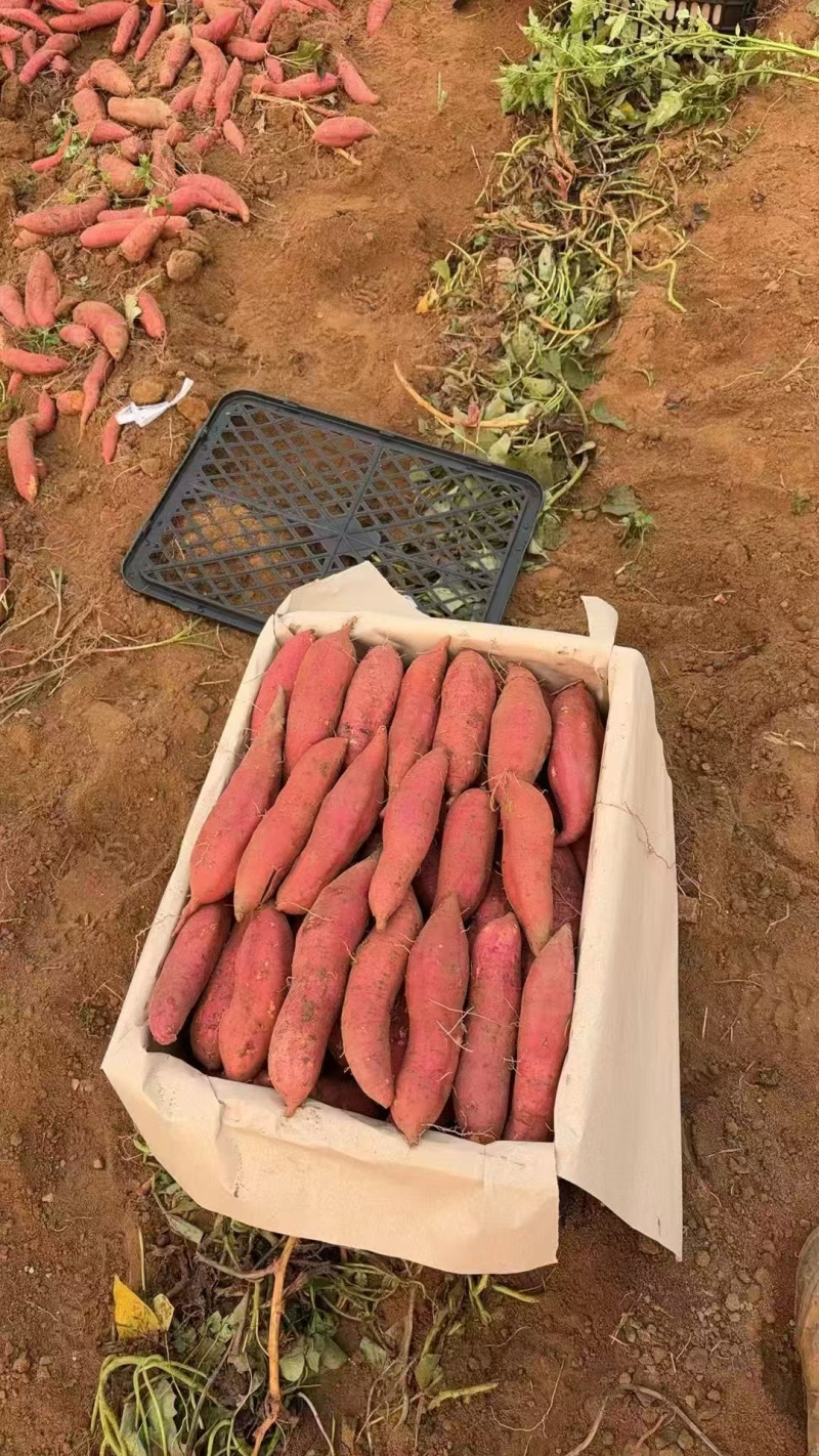 广东西瓜红红薯大量上市，产地直发，一手货源，欢迎合作