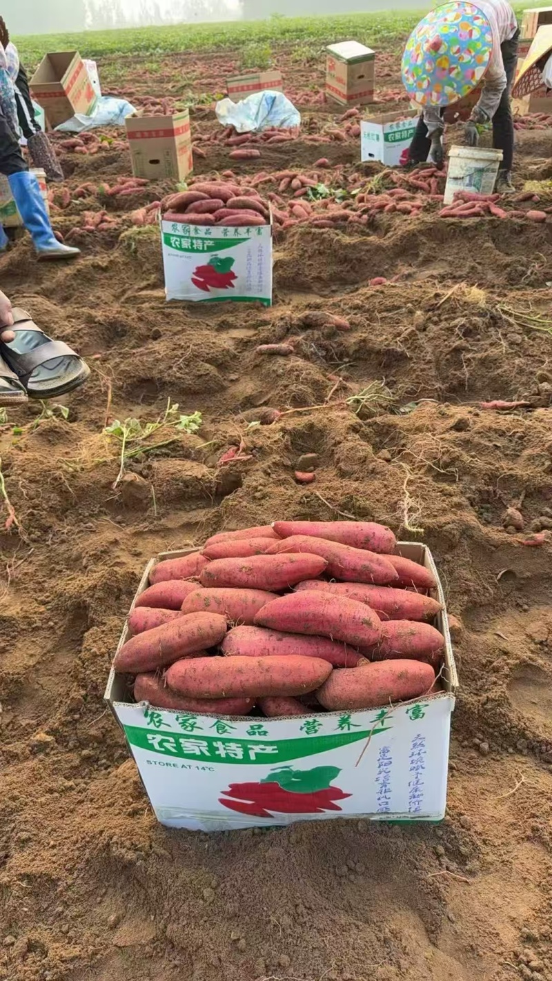 广东西瓜红红薯大量上市，产地直发，一手货源，欢迎合作