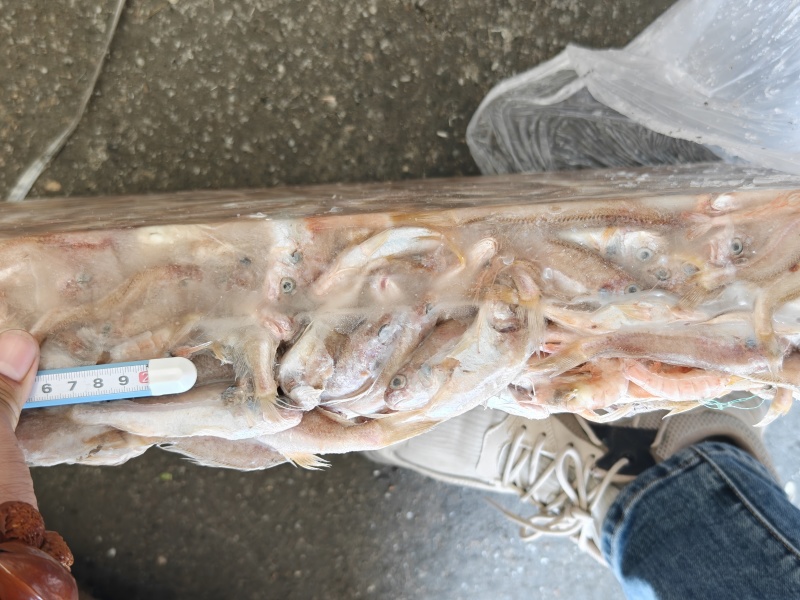 小白鱼原料罐头料白姑鱼