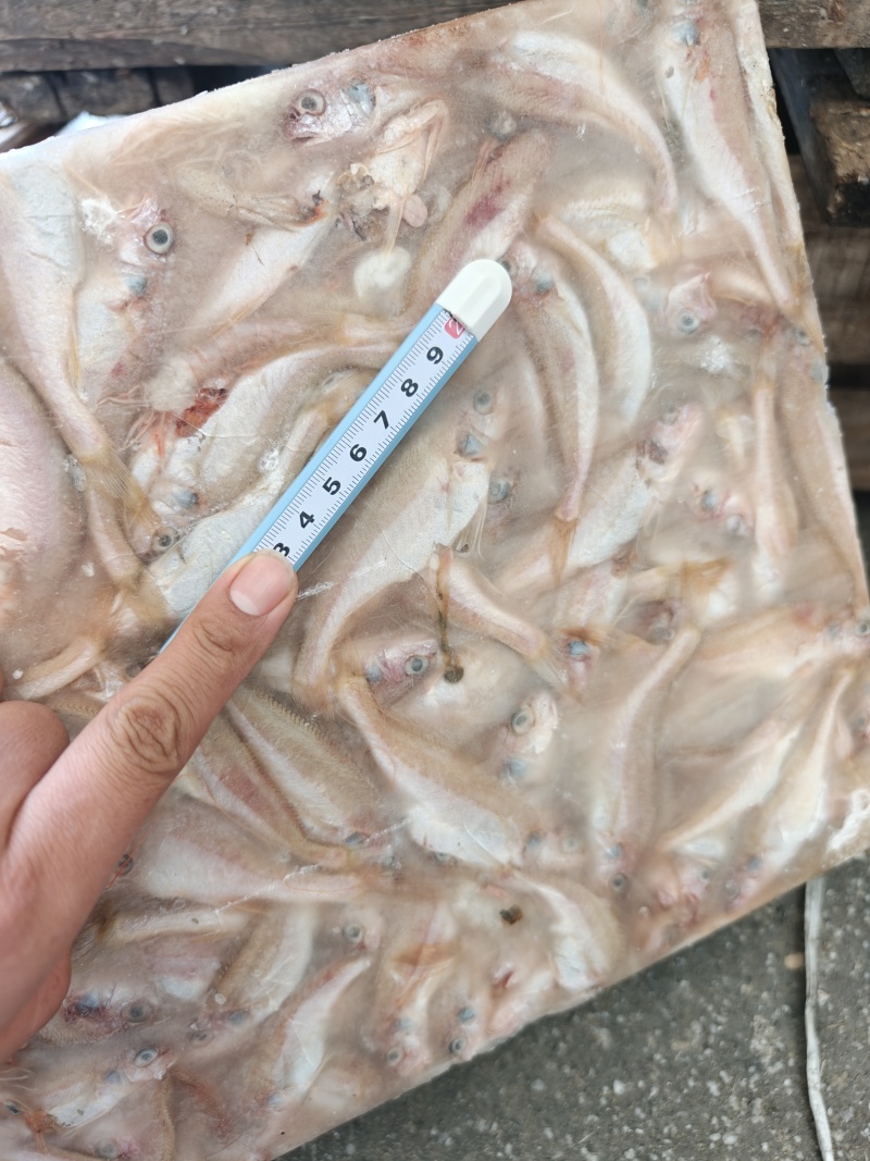 小白鱼原料罐头料白姑鱼