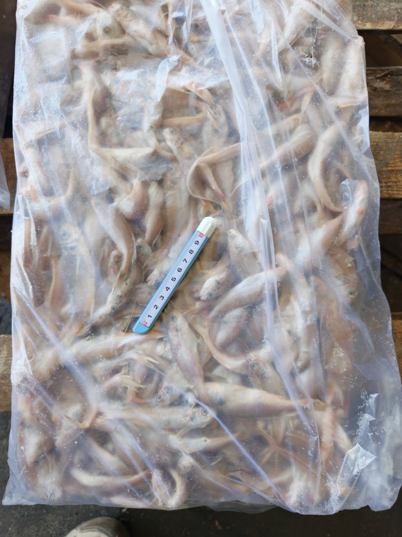 小白鱼原料罐头料白姑鱼