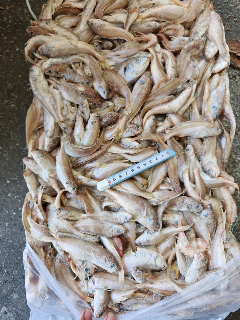 小白鱼原料罐头料白姑鱼