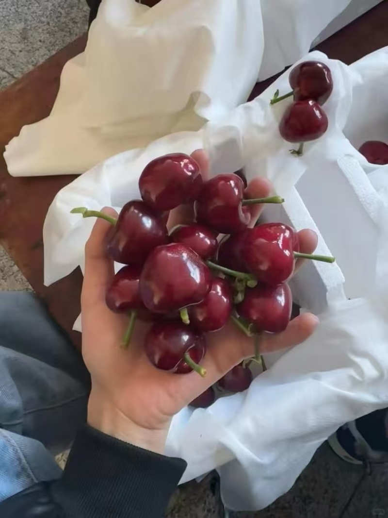 山东美早樱桃，产地一手货源，可视频看货。欢迎合作