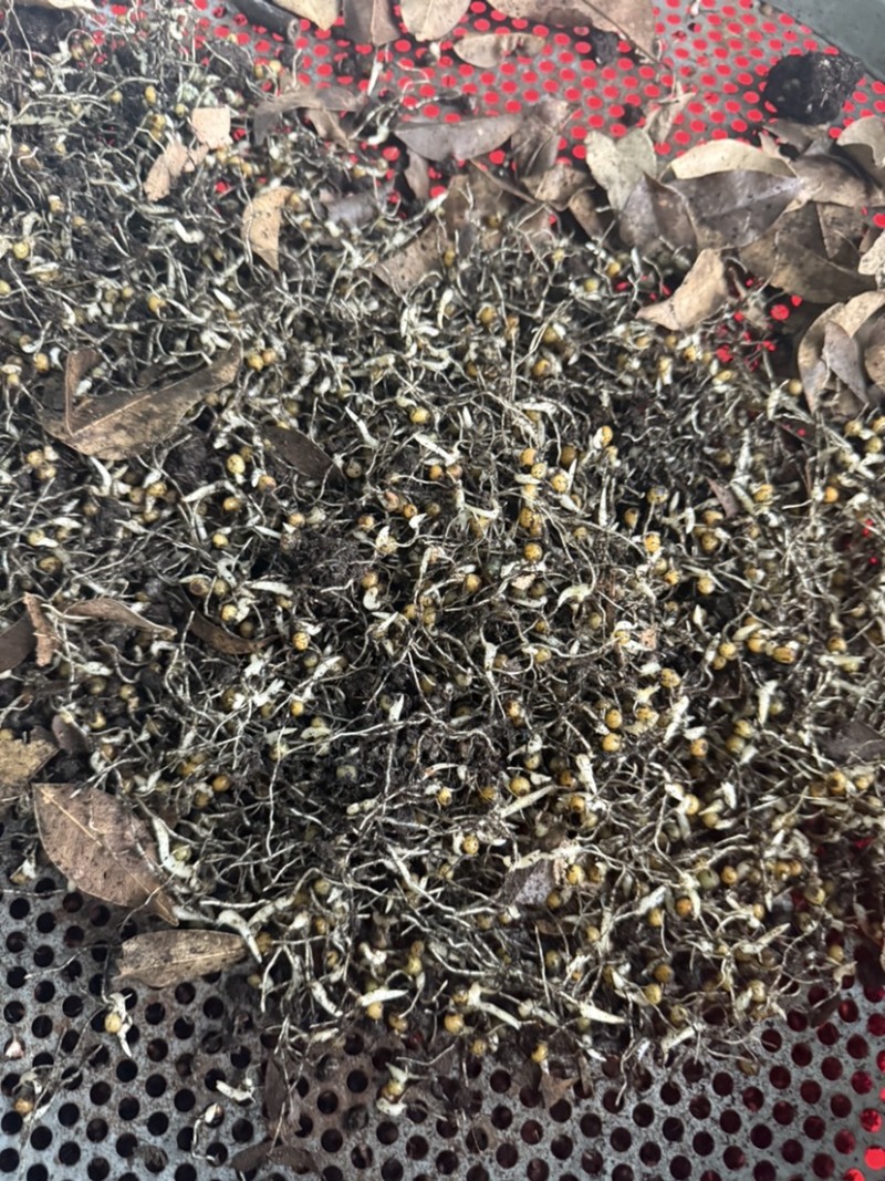 黄精催芽种子多花姜型不倒苗甜黄精种子催芽黄精种籽
