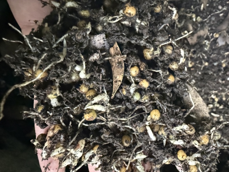 黄精催芽种子多花姜型不倒苗甜黄精种子催芽黄精种籽