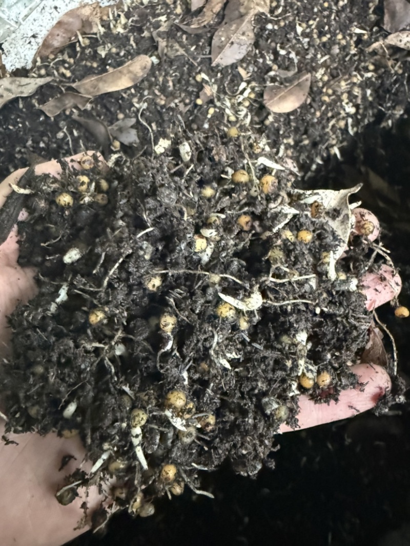 黄精催芽种子多花姜型不倒苗甜黄精种子催芽黄精种籽