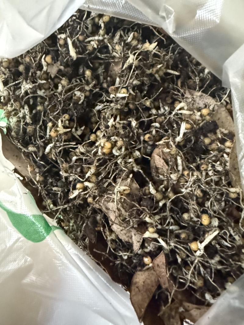 黄精催芽种子多花姜型不倒苗甜黄精种子催芽黄精种籽