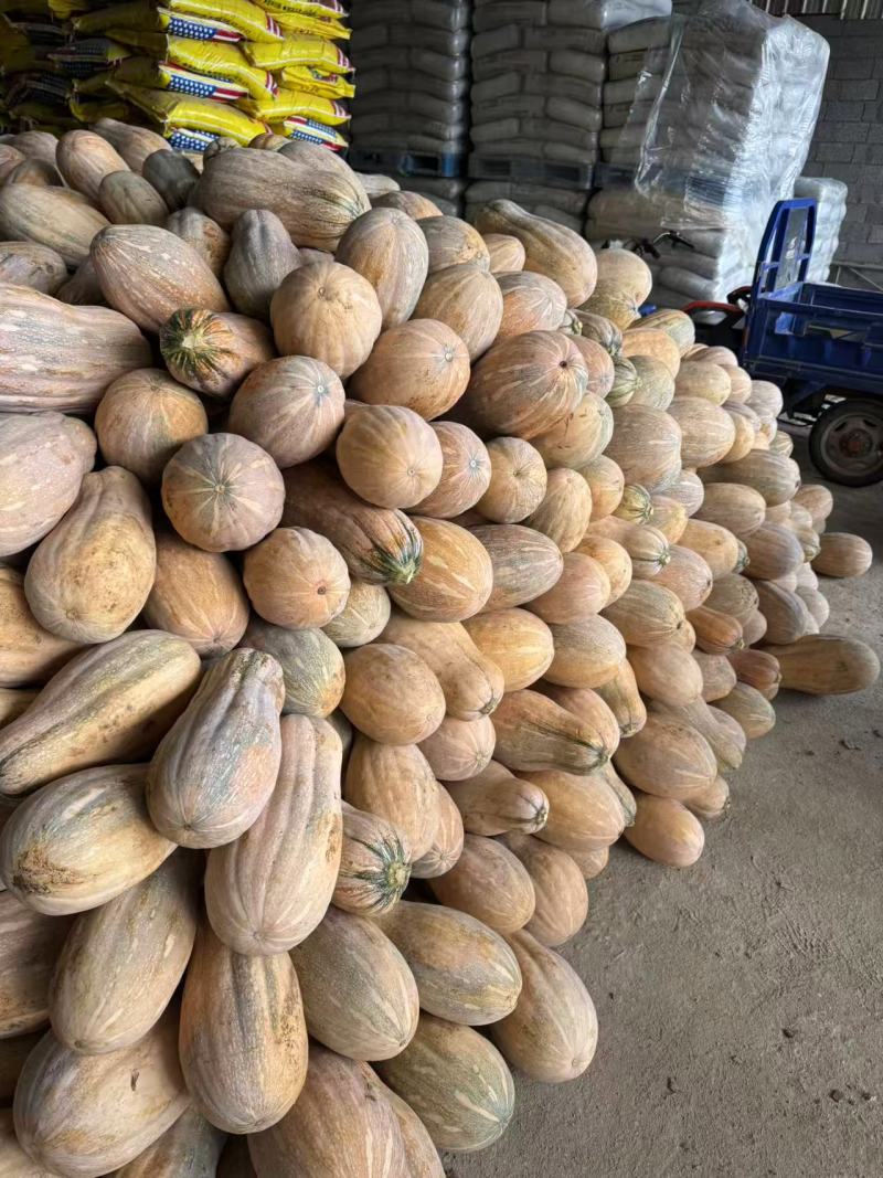 南瓜，蜜本南瓜大量有货，对接全国各地客户，价格优惠
