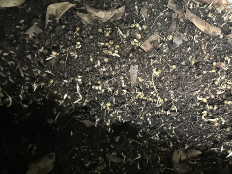 黄精催芽种子多花姜型不倒苗甜黄精种子催芽黄精种籽