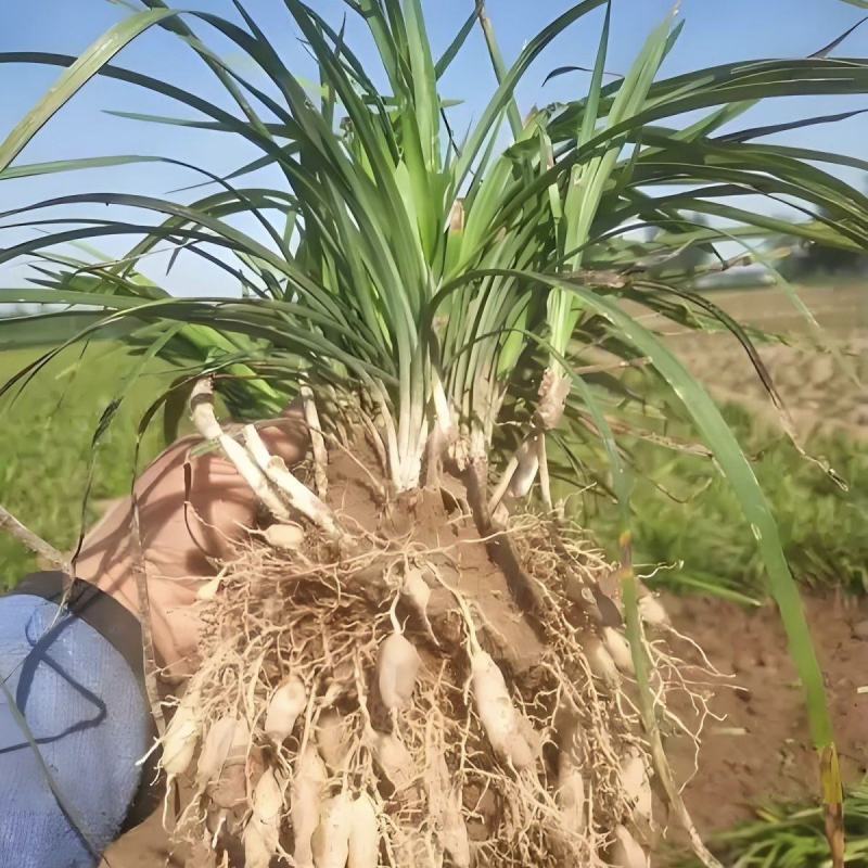 麦冬种苗，量大从优，发全国各地的客商，欢迎联系