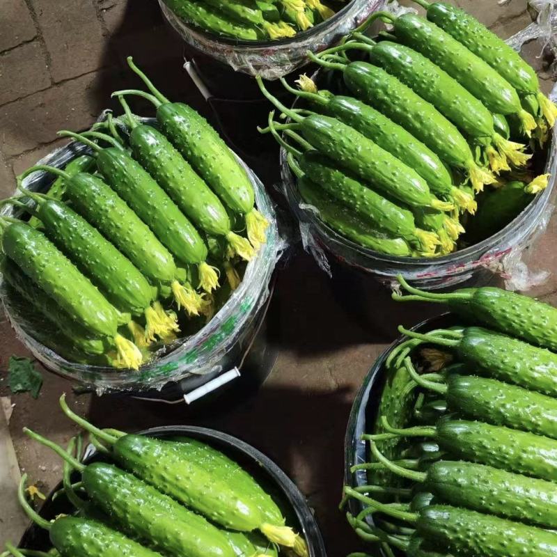 黄瓜