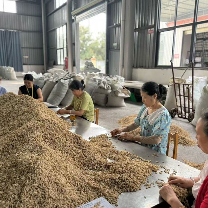 四川三台县麦冬，精品，通货都有，批发零售都可以，欢迎咨询