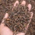 勐海大金芽普洱熟茶，9A级金芽